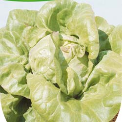 Lettuce seeds - 'Bon Jardinier' Lettuce